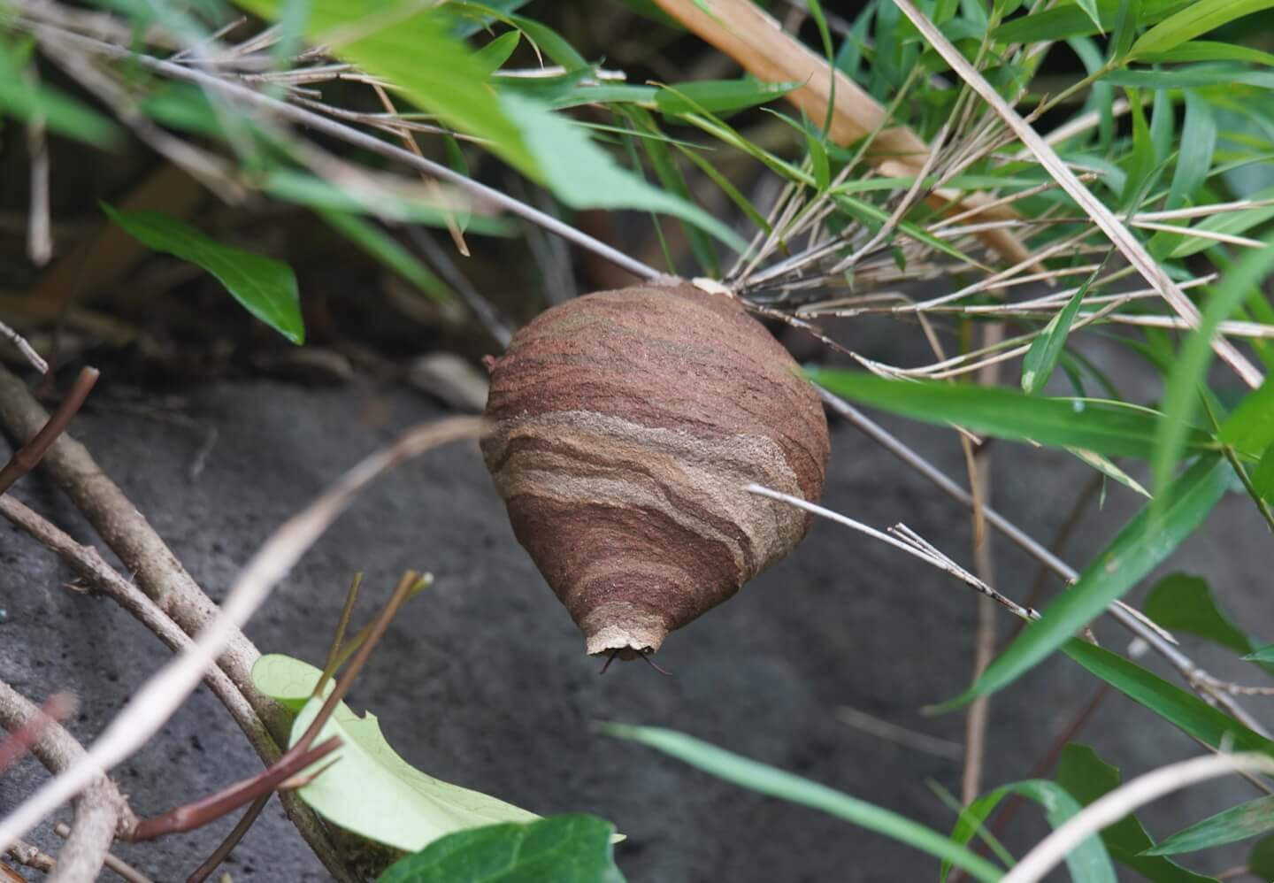 コガタスズメバチの初期巣