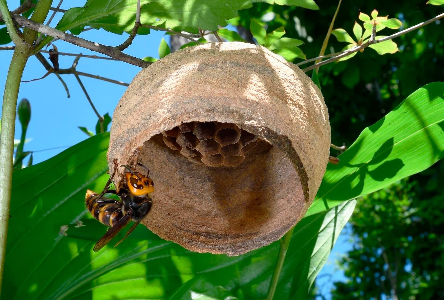 スズメバチの巣