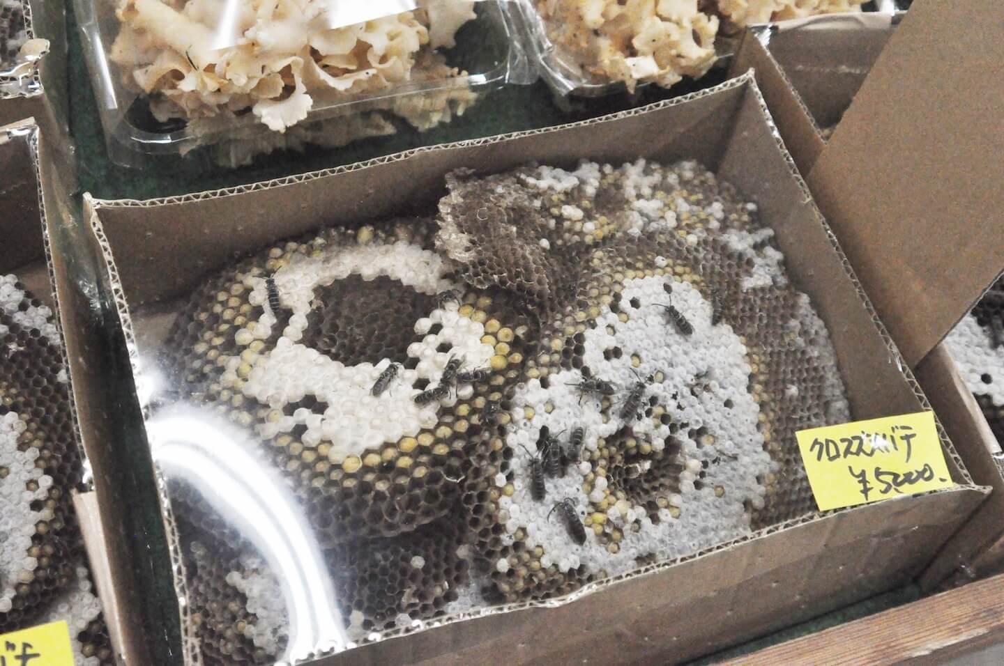 クロスズメバチの巣