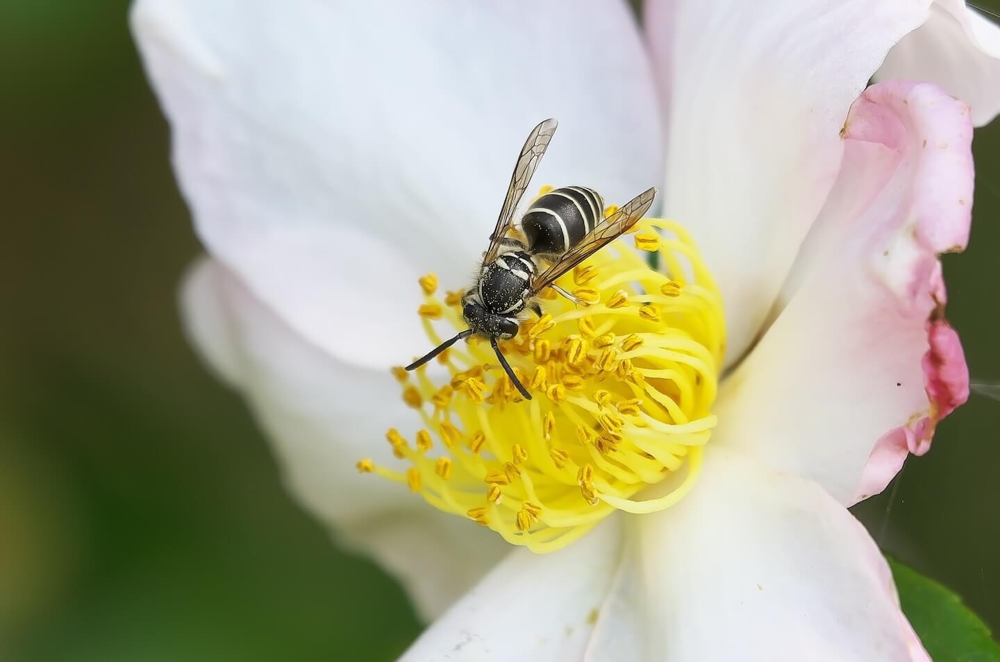 花とクロスズメバチ