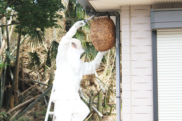 蜂の巣を駆除する業者