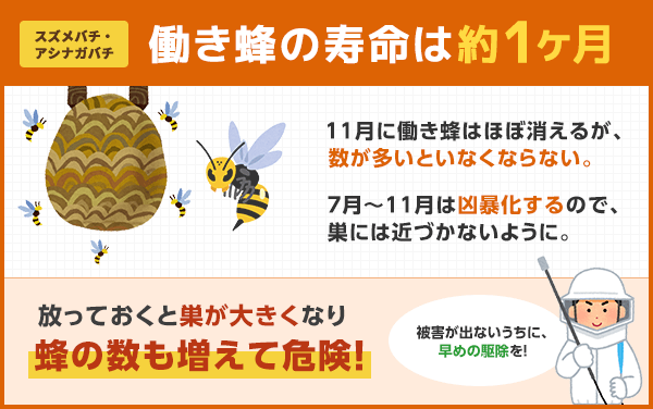 ミツバチの寿命は50年前の半分に