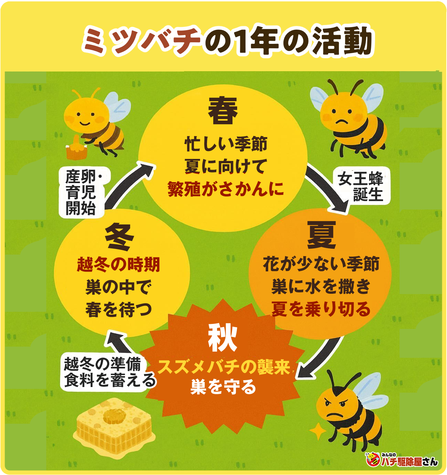 ミツバチの1年の活動