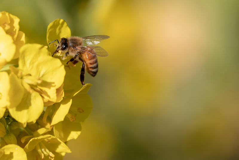 意外と知らない】ミツバチの生態と一生、不思議な習性を徹底解説！