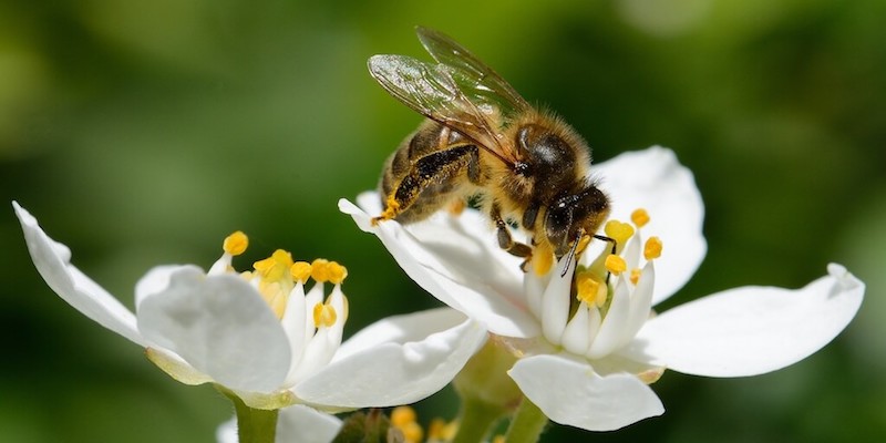 花粉をとるミツバチ
