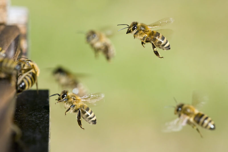 巣に帰るミツバチたち