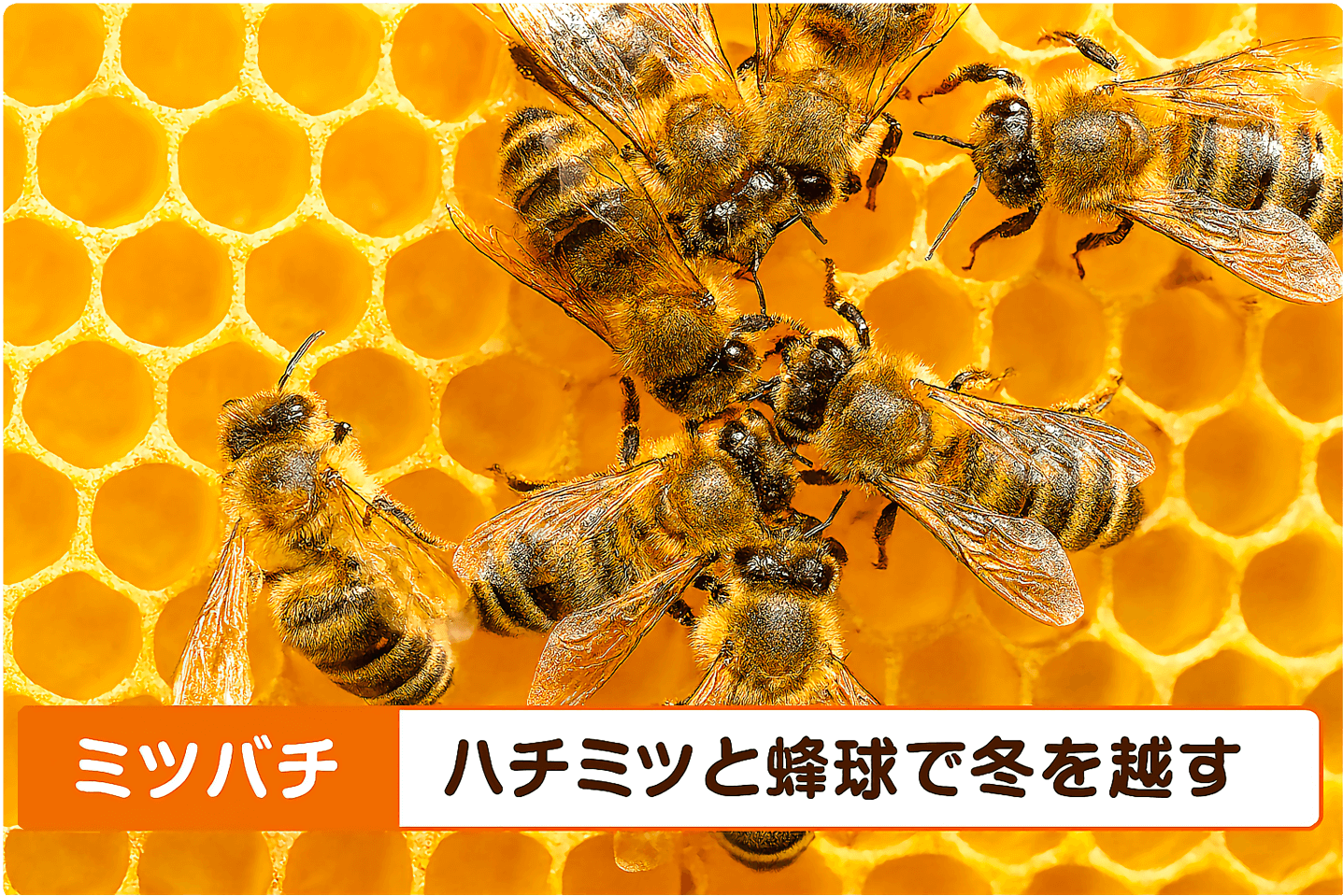 ハチミツと蜂球で冬を越す