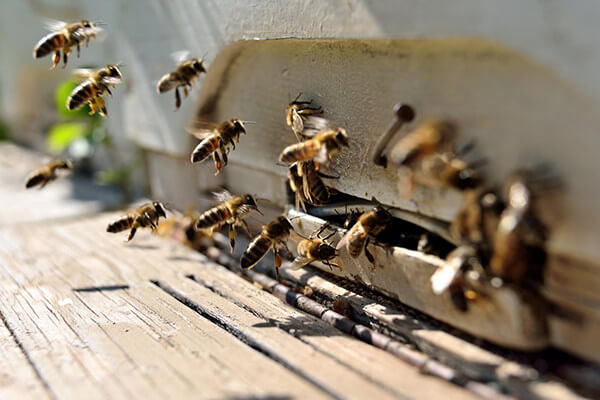 ミツバチは、一度人を刺すと周りの仲間も次々と刺しにくる