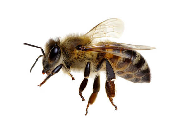 他のハチ（スズメバチ、アシナガバチ）に比べて小さいことが特徴です。