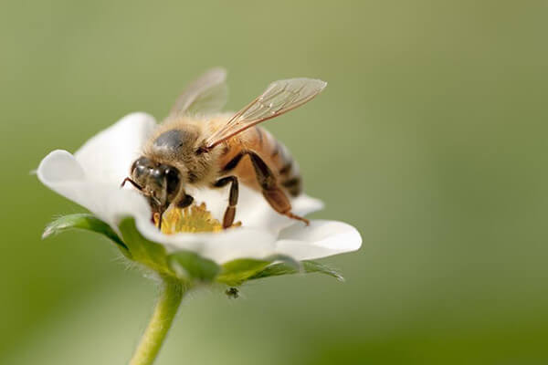 私たちの食生活にとっても、ミツバチは貴重な存在なんです。