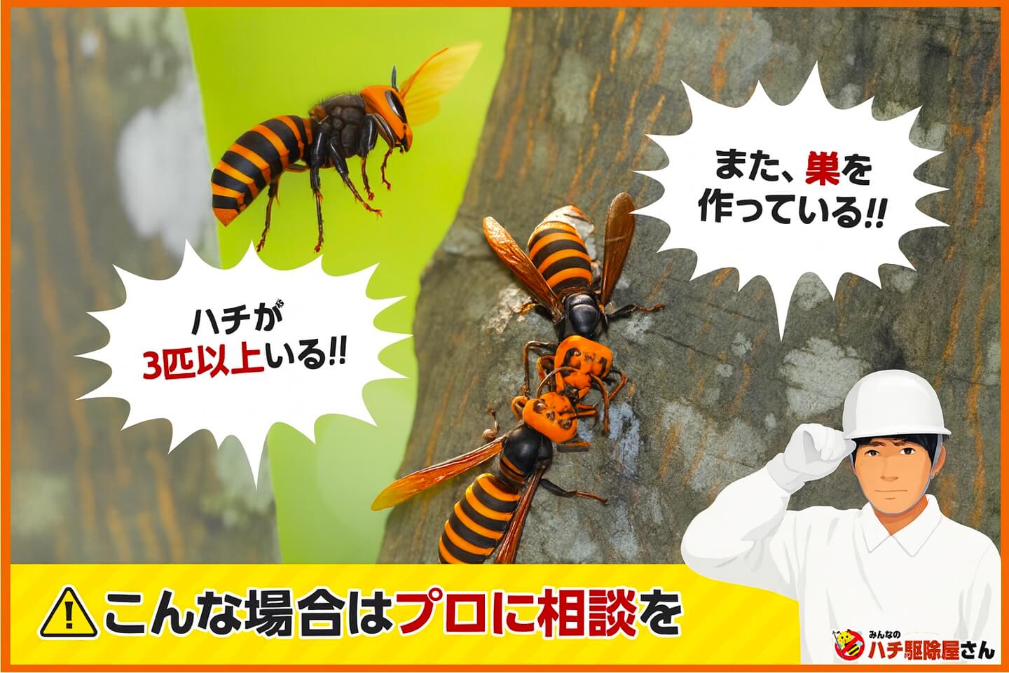 ハチが3匹以上いる、また巣を作っている、こんな場合はプロに相談を。