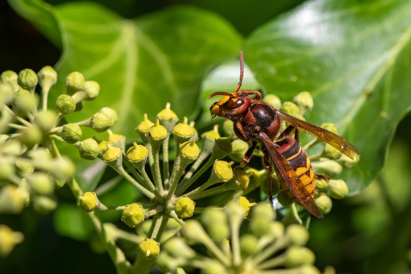 花の蜜を吸うモンスズメバチ