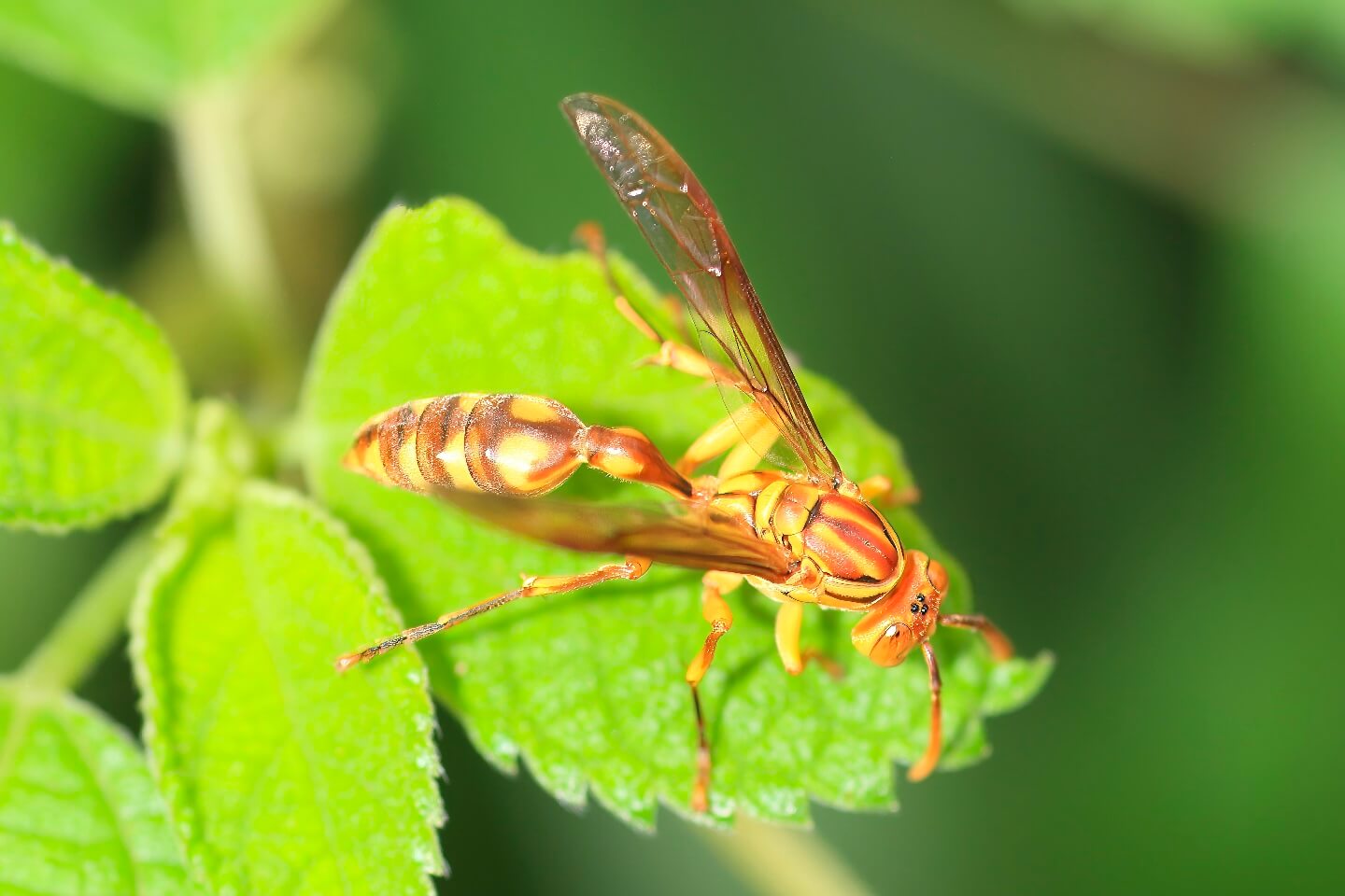 ムモンホソアシナガバチ