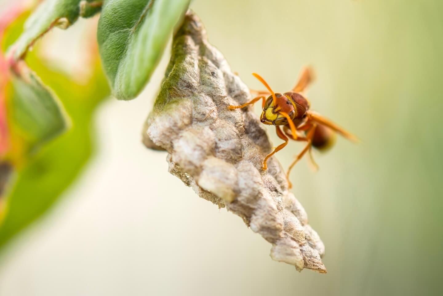 ムモンホソアシナガバチの巣