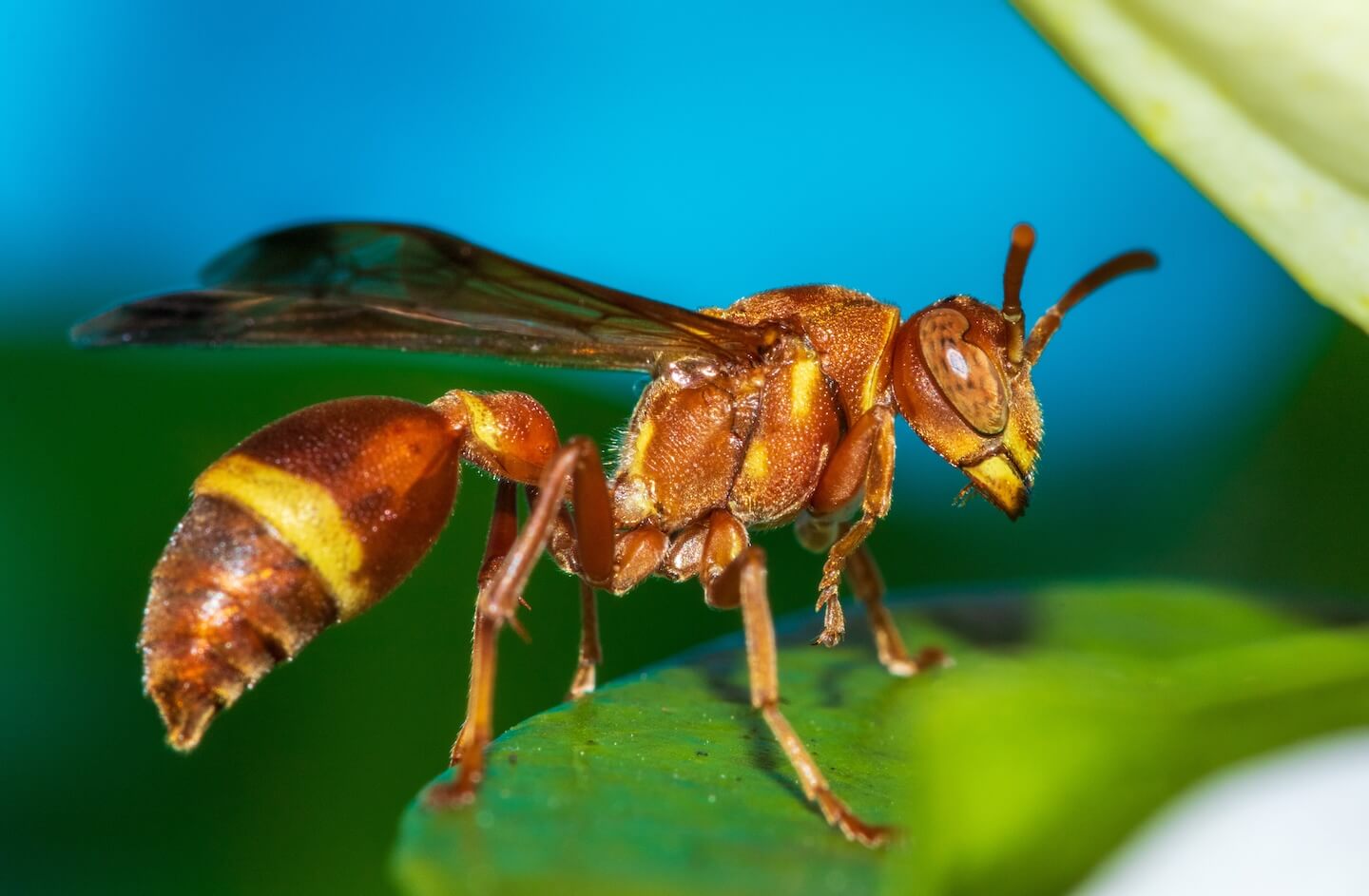 ナンヨウチビアシナガバチ