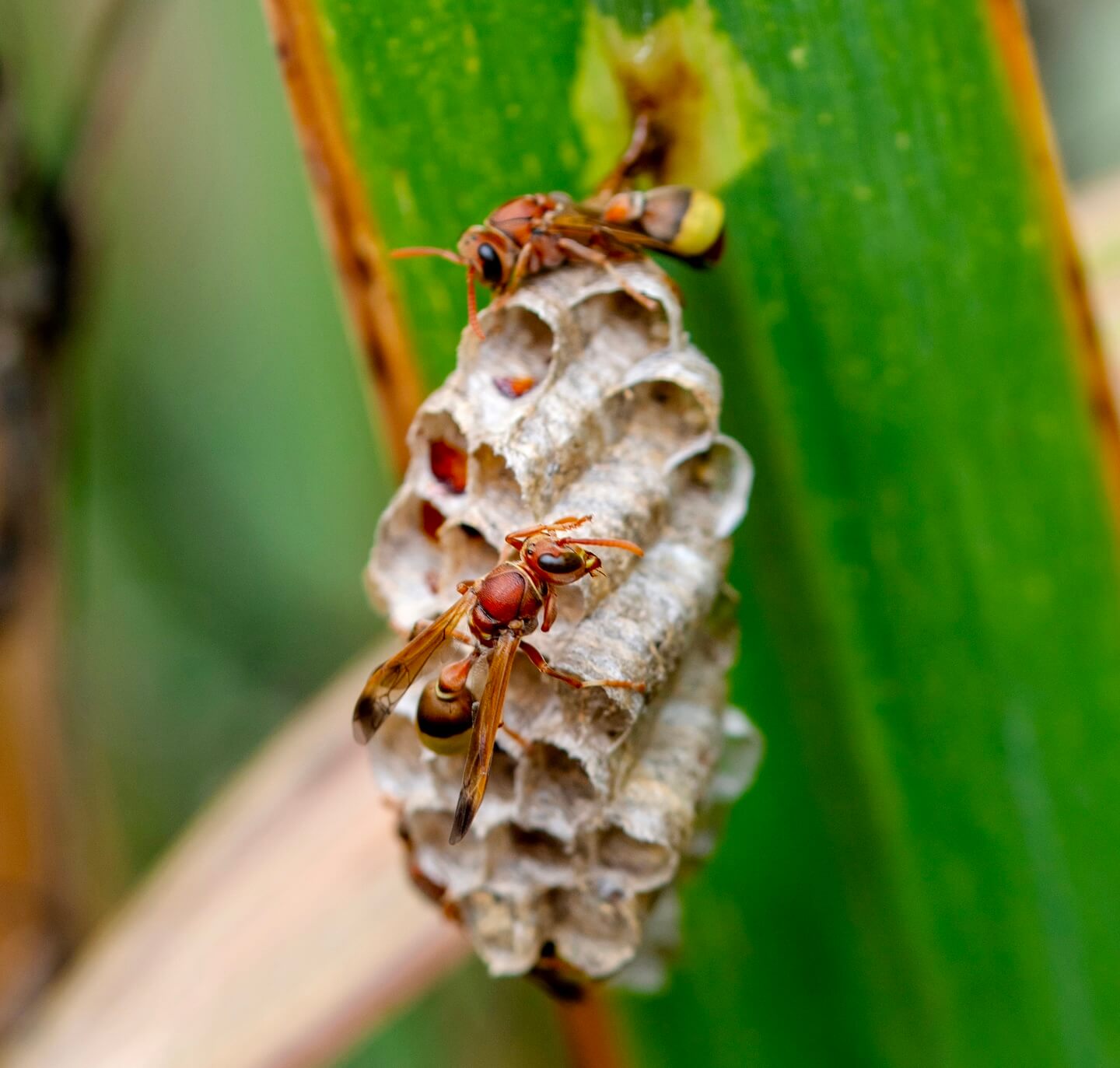 ナンヨウチビアシナガバチの巣