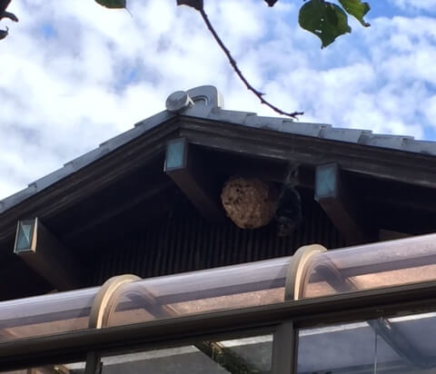軒下に作られたキイロスズメバチの巣