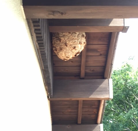軒下に作られたキイロスズメバチの巣2