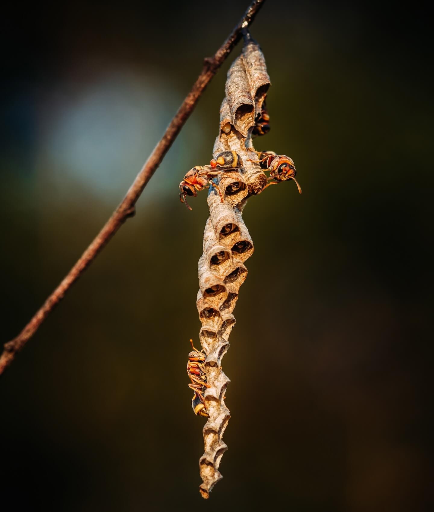 オキナワチビアシナガバチの巣