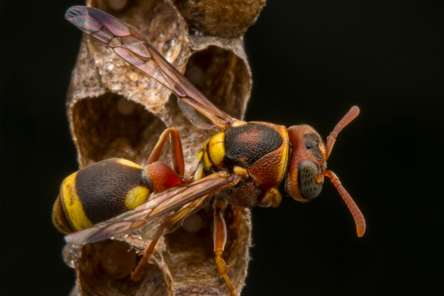 オキナワチビアシナガバチ
