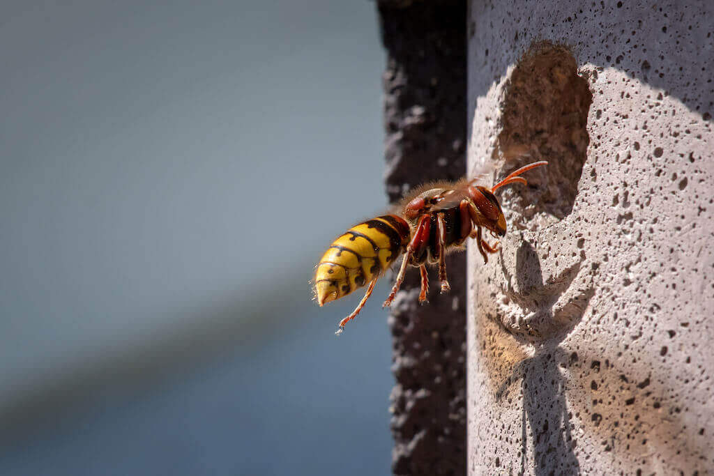 壁の穴に入るハチ