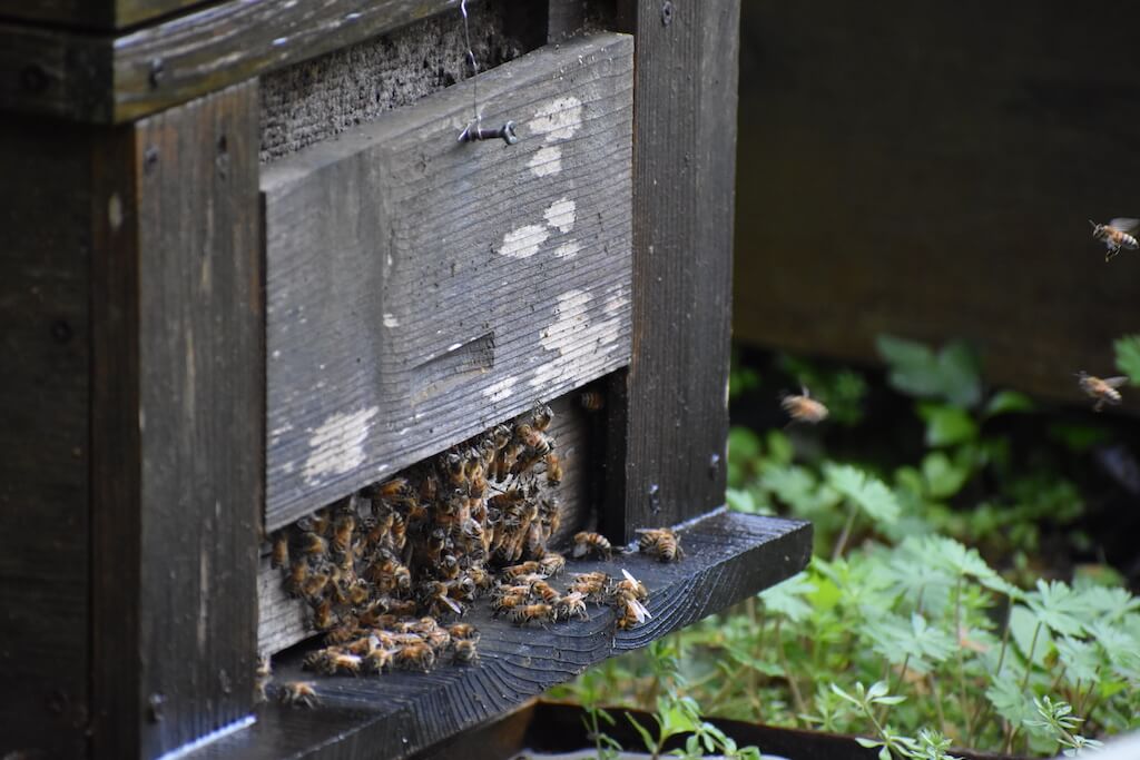 セイヨウミツバチの巣箱
