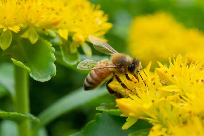 花に止まるハチ