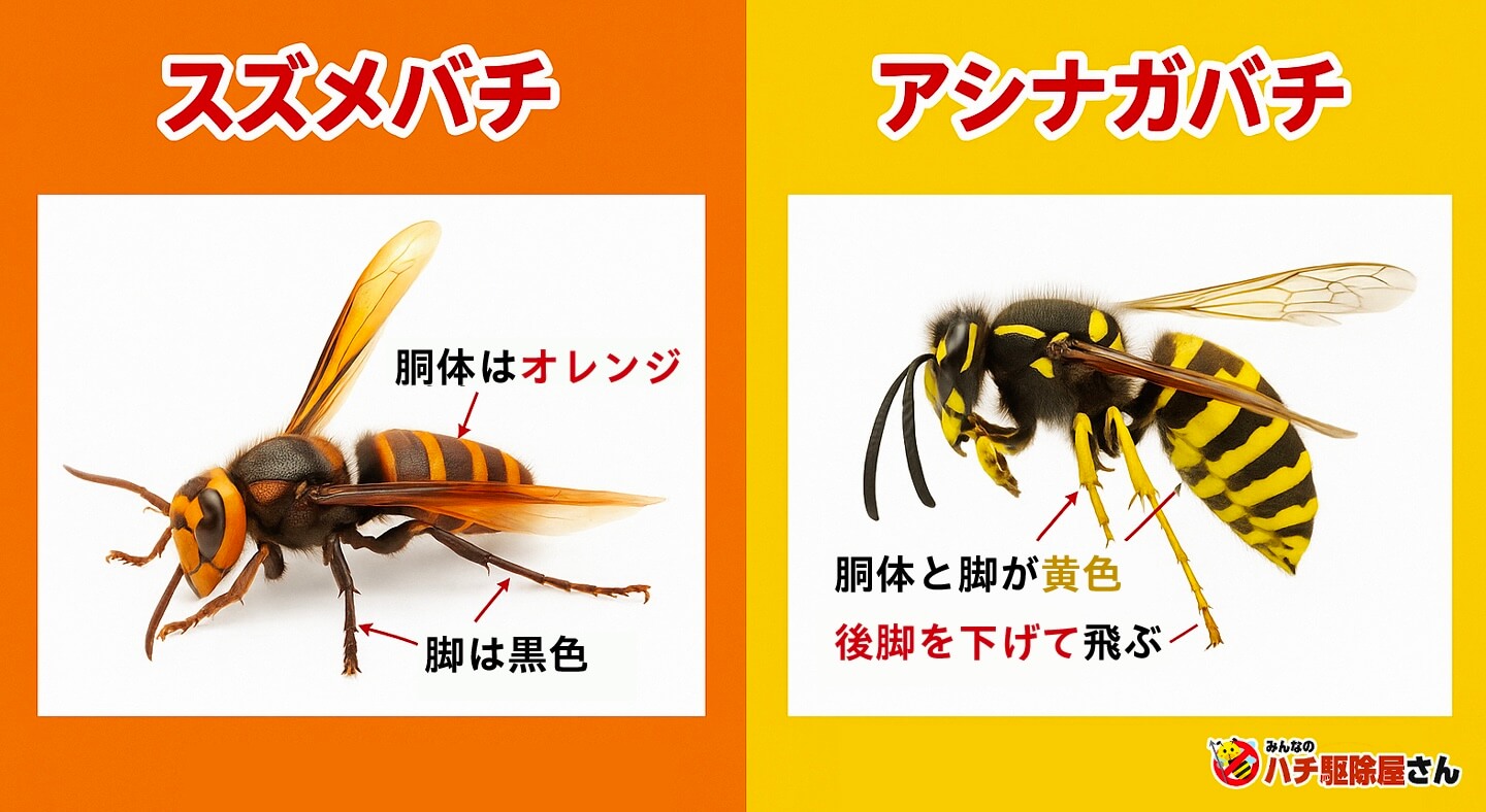 スズメバチとアシナガバチの見た目の違い