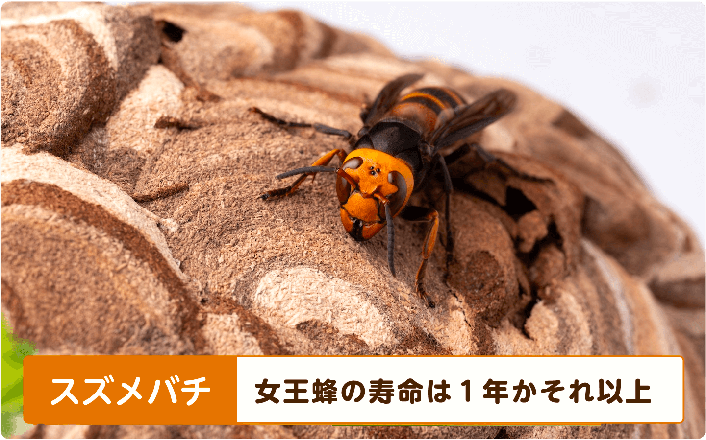 スズメバチの女王蜂の寿命は１年かそれ以上