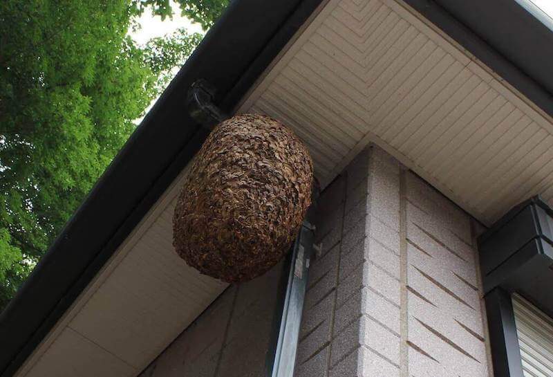軒下のキイロスズメバチの巣