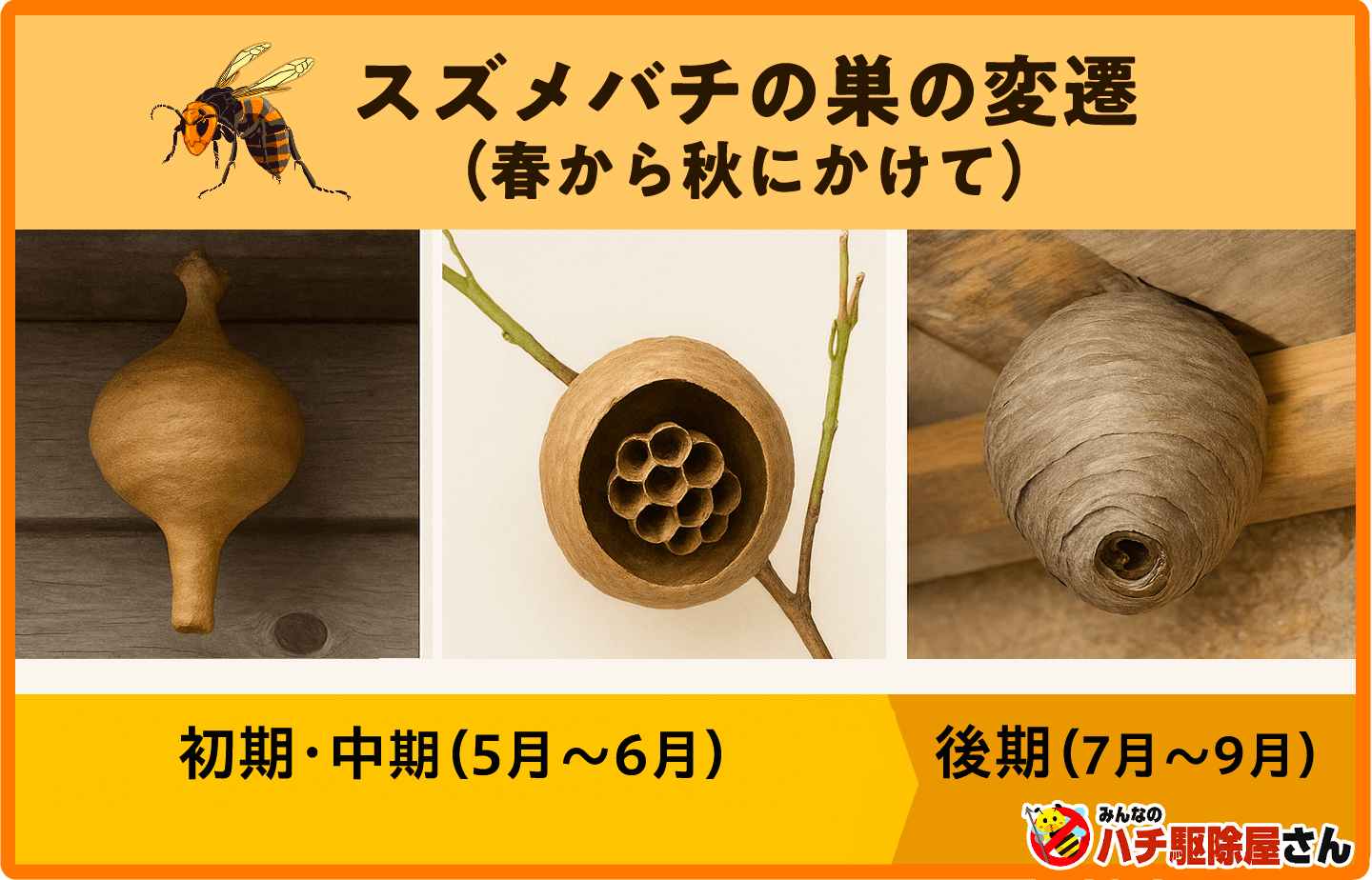 スズメバチの巣。初期中期は逆さまのフラスコ型。後期は何層にも重なっている
