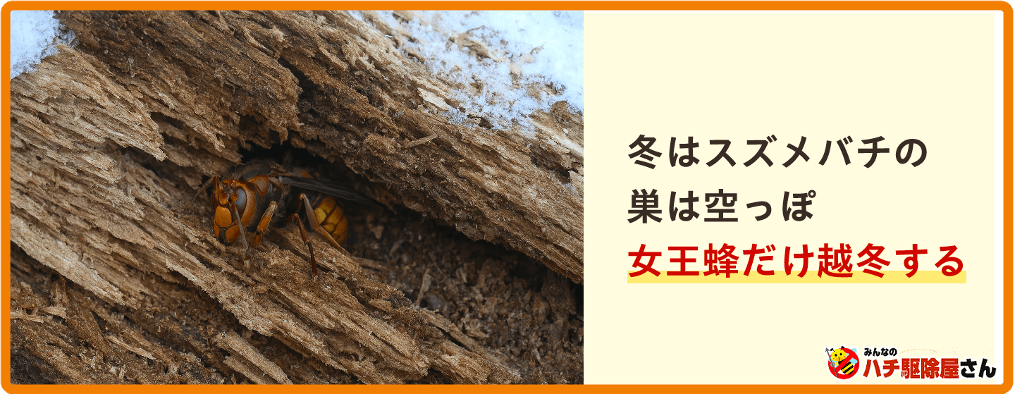 冬のスズメバチの越冬（女王蜂1匹で木の中などで越冬する）