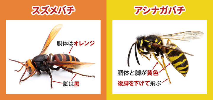 スズメバチとアシナガバチの見た目の違い
