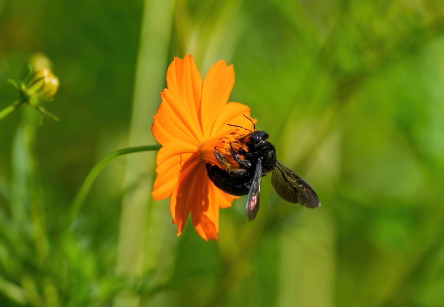 コスモスの花の蜜を吸うタイワンタケクマバチ