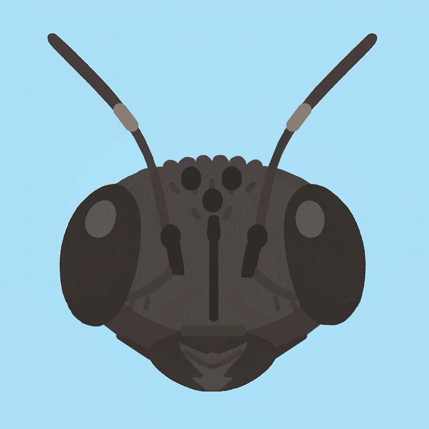 タイワンタケクマバチのメスの頭部