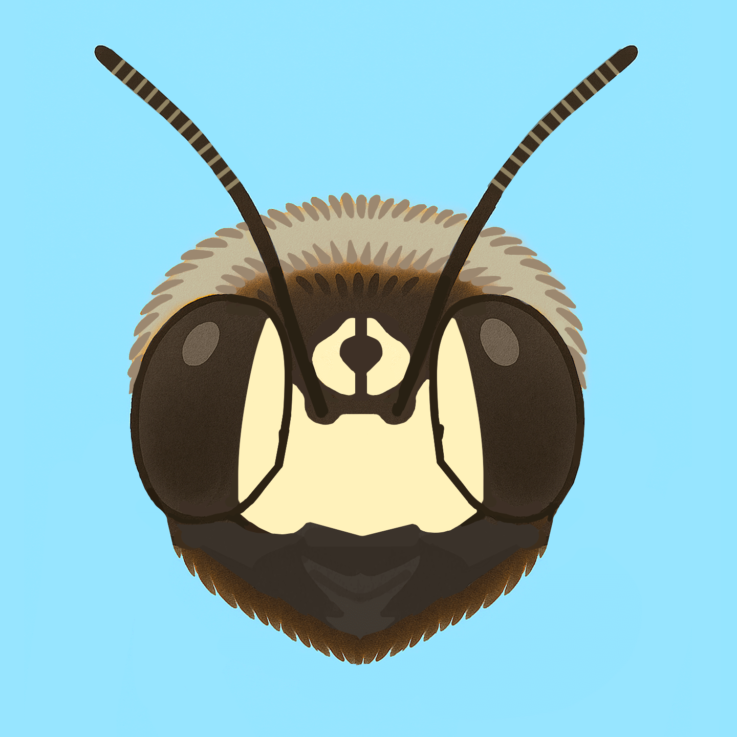 タイワンタケクマバチのオスの頭部