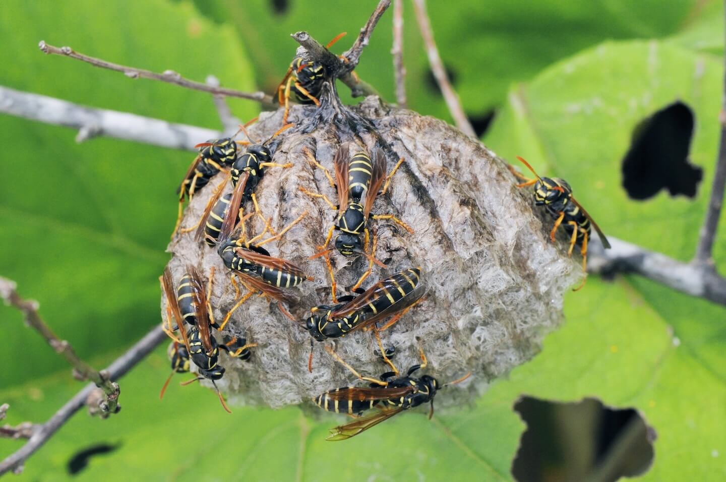 トガリフタモンアシナガバチの巣