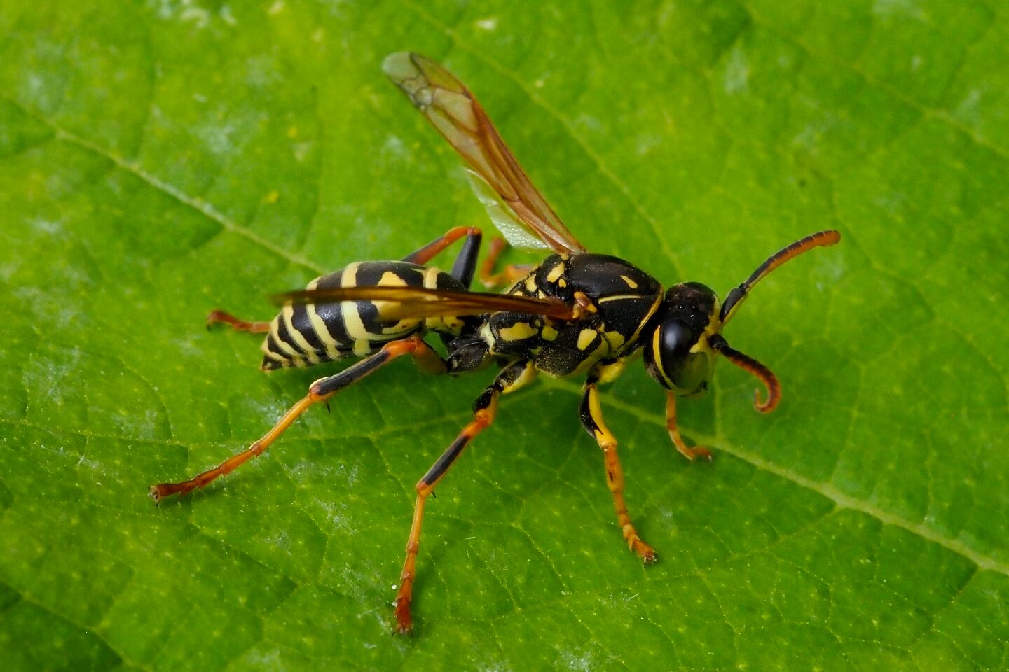 トガリフタモンアシナガバチ