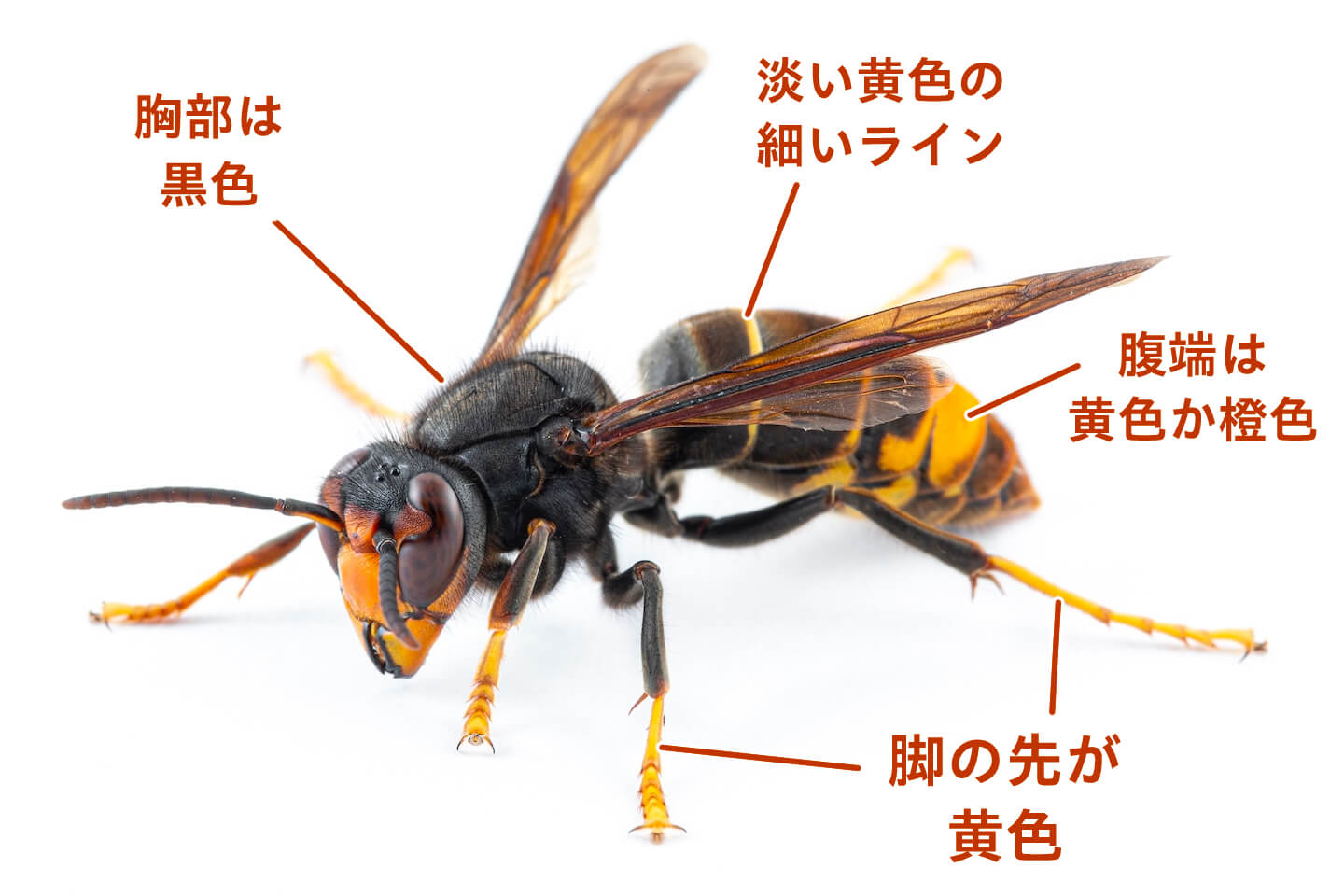 ツマアカスズメバチ