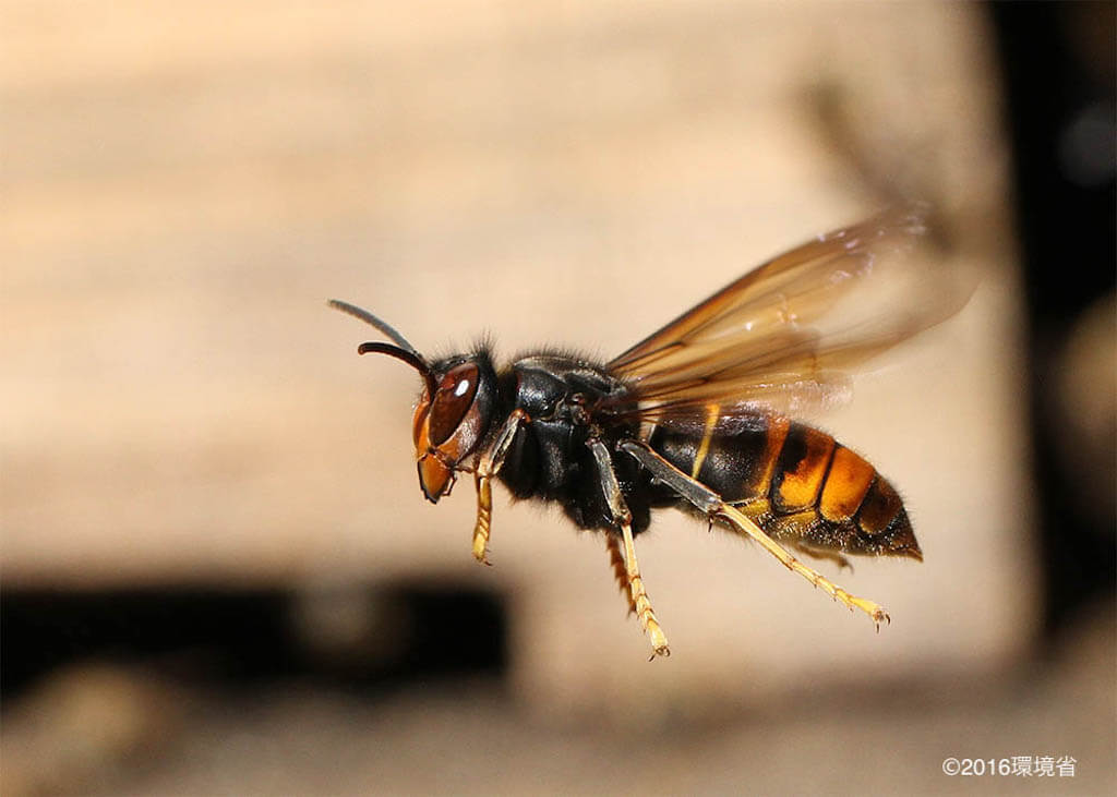 飛ぶツマアカスズメバチ