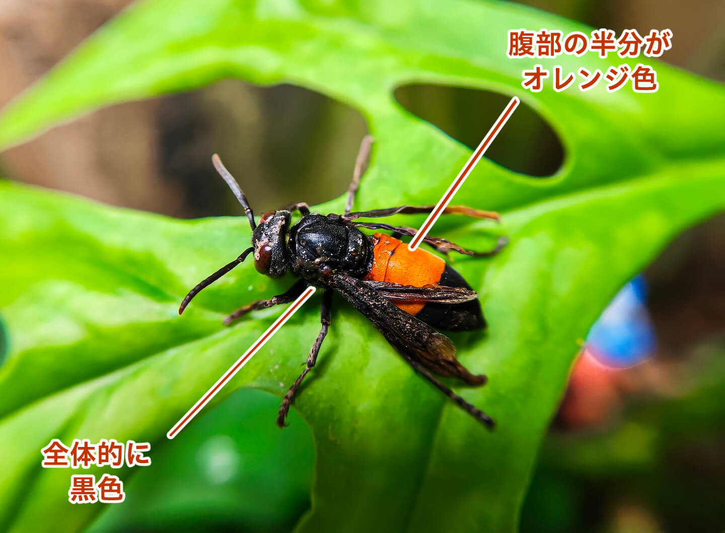 ツマグロスズメバチ