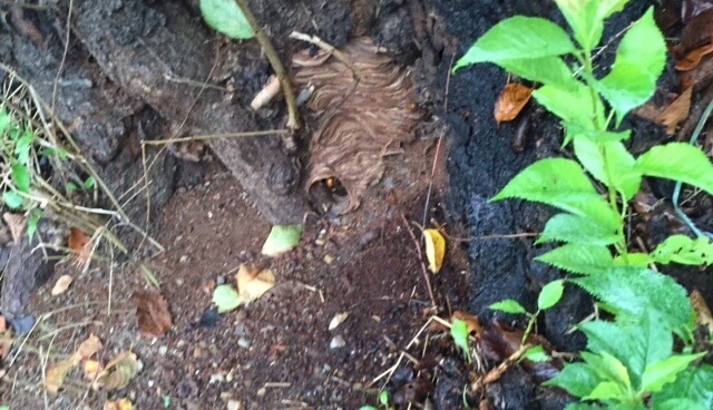 木の根っこに巣を作ったオオスズメバチ