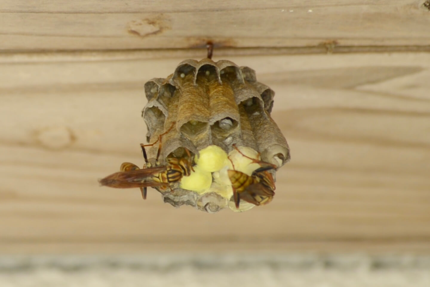 ヤマトアシナガバチの巣