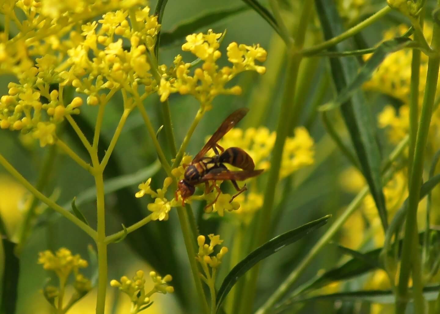 ヤマトアシナガバチ