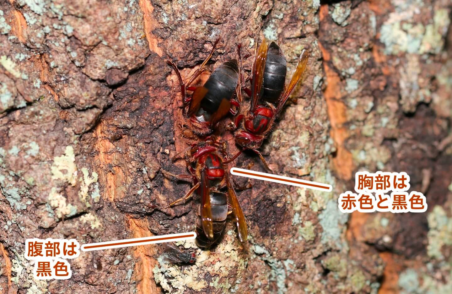 チャイロスズメバチ