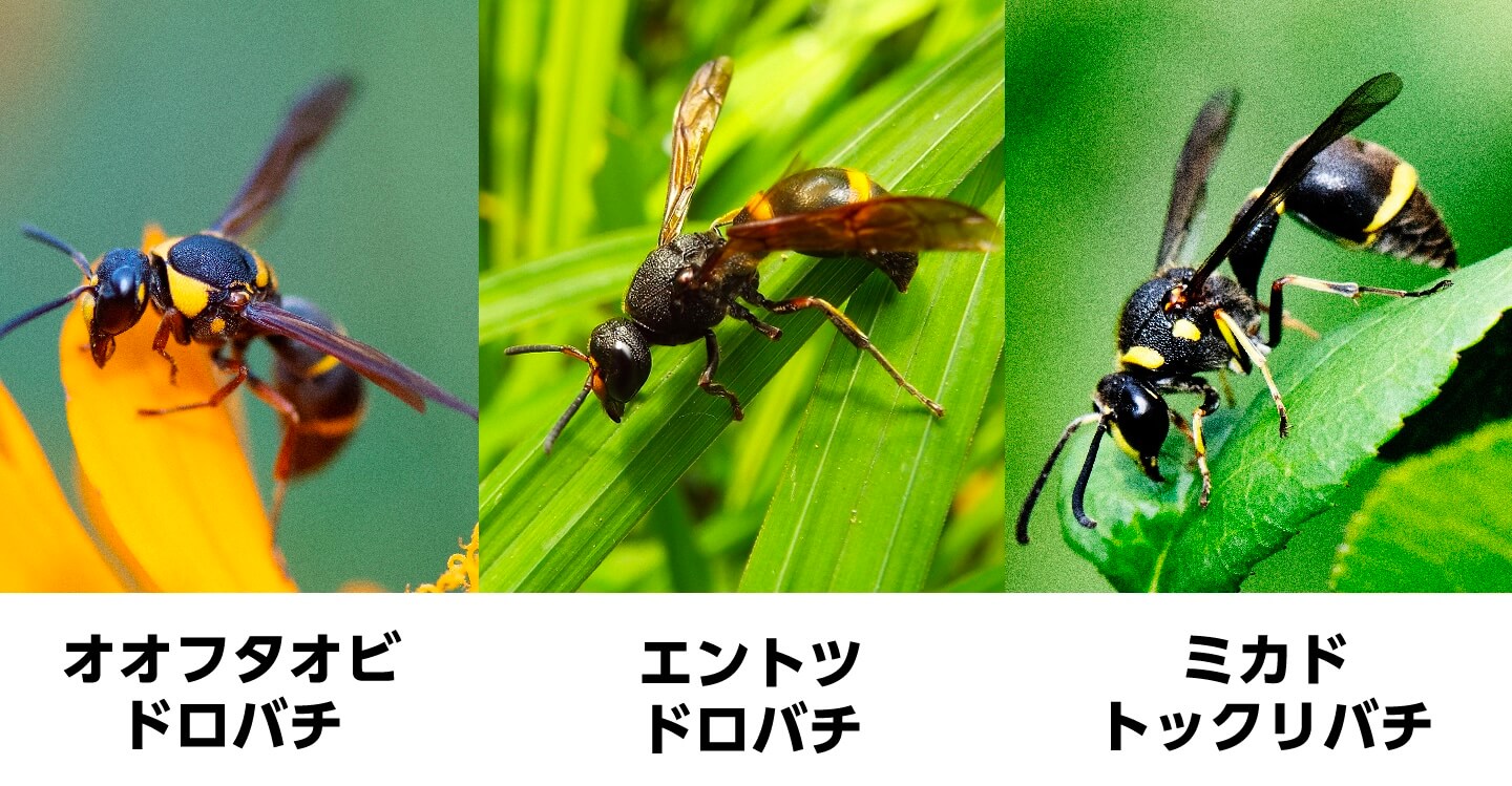 オオフタオビドロバチ、エントツドロバチ、ミカドトックリバチ
