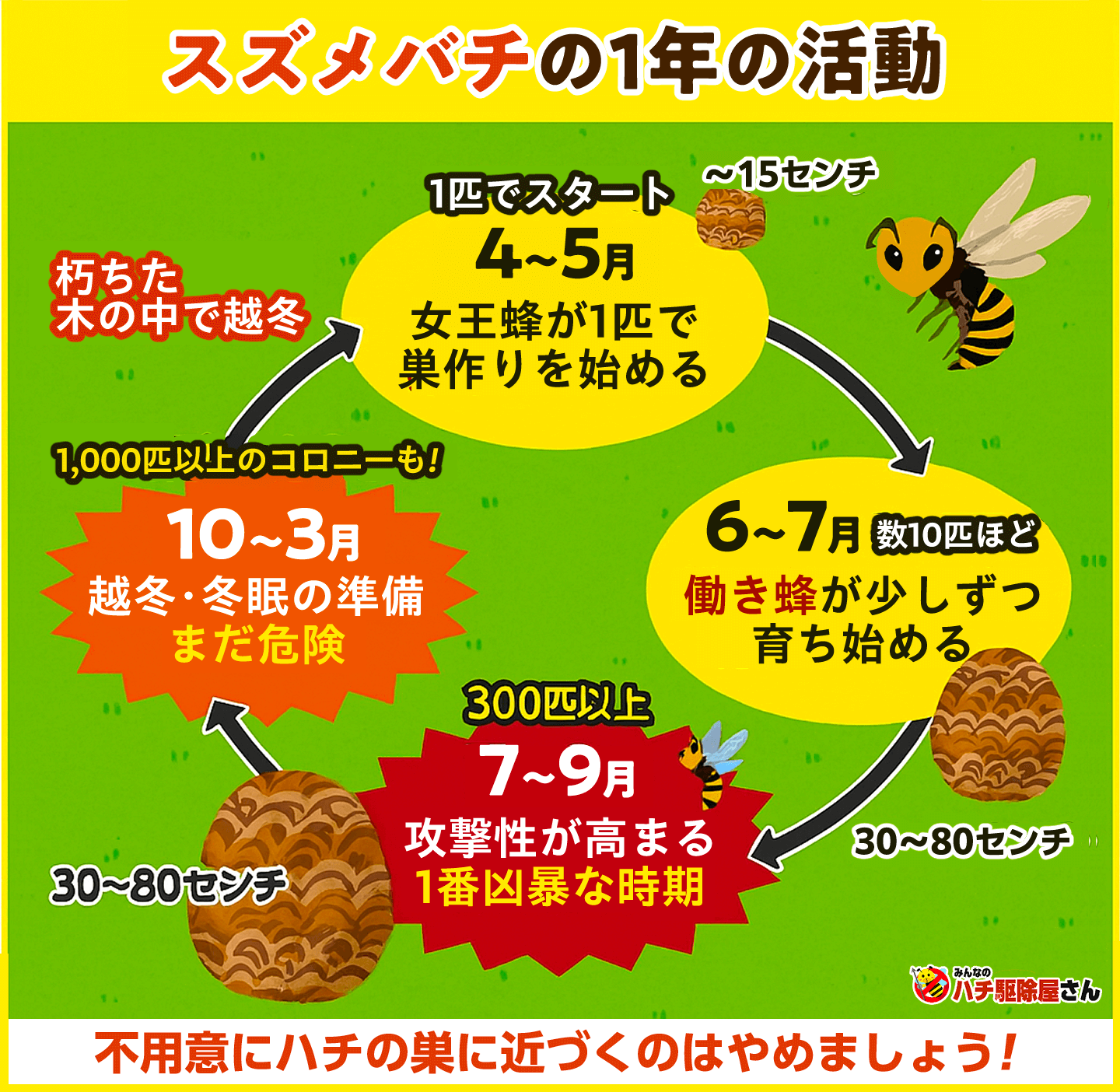スズメバチの1年の活動