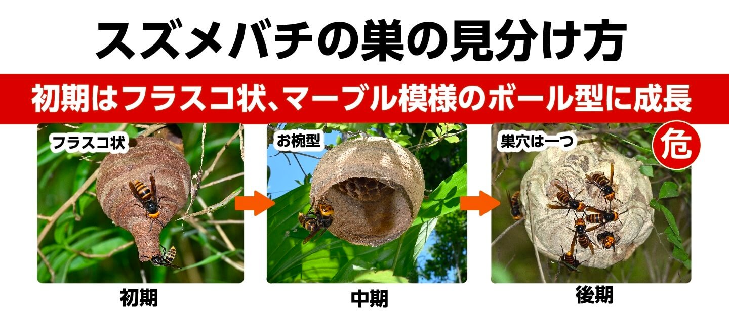 スズメバチの巣、初期はフラスコ状、マーブル模様のボール型に成長