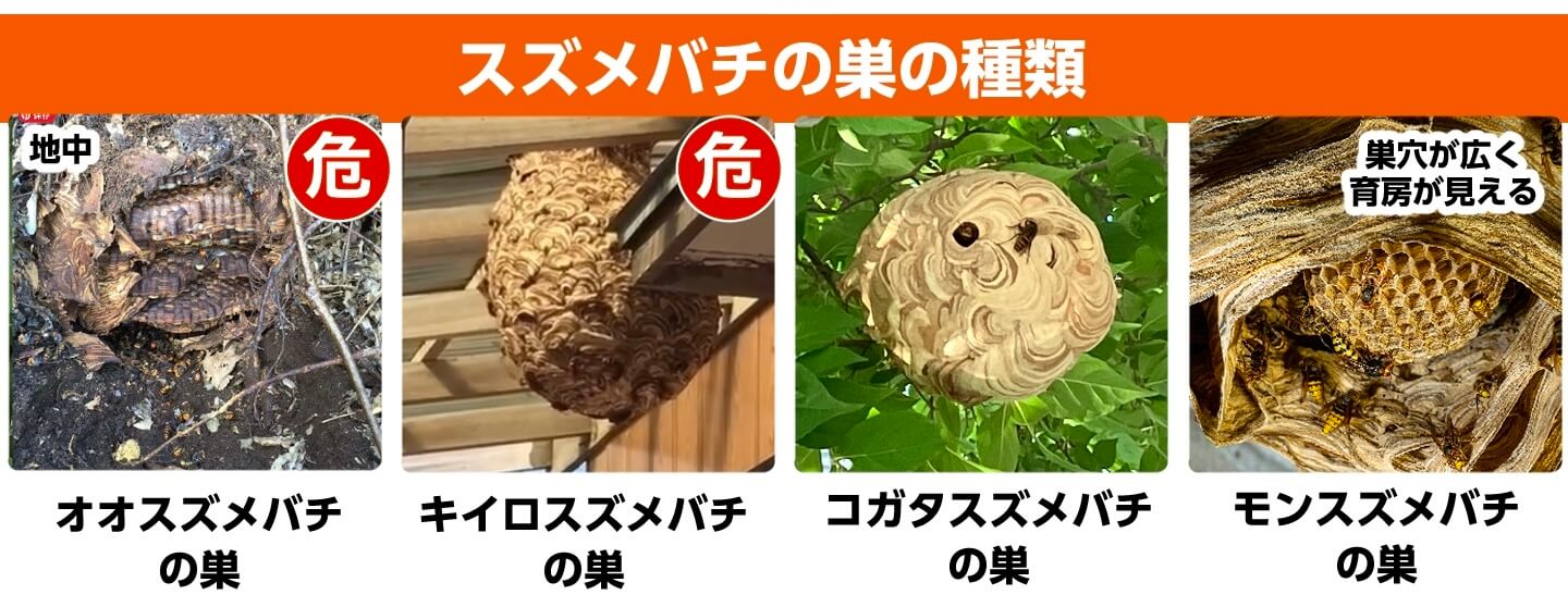 オオスズメバチの巣、キイロスズメバチの巣、コガタスズメバチの巣、モンスズメバチの巣