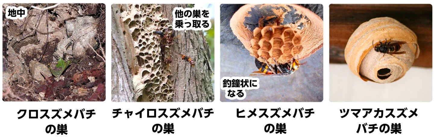 クロスズメバチの巣、チャイロスズメバチの巣、ヒメスズメバチの巣、ツマアカスズメバチの巣